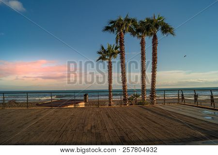 Palms On Italian Beach In Winter