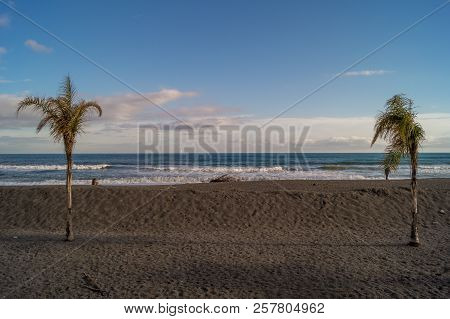 Palms On Italian Beach In Winter