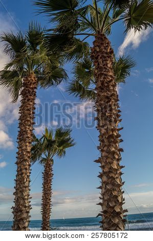 Palms On Italian Beach In Winter