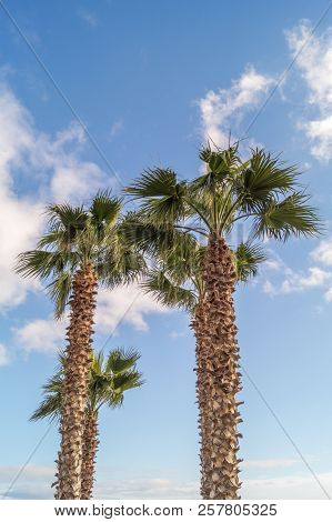 Palms On Italian Beach In Winter