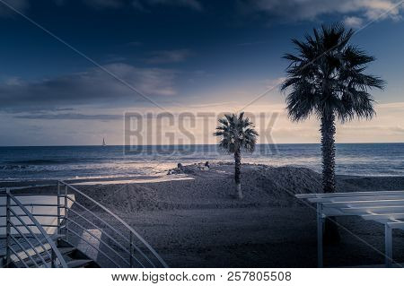 Palms On Italian Beach In Winter