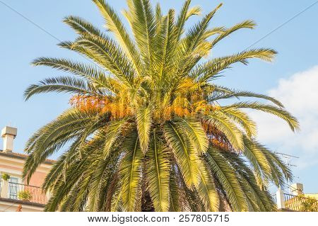 Palms On Italian Beach In Winter
