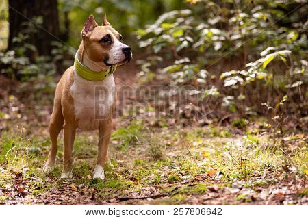 Red And White Dog Walks Outdoor At Summer
