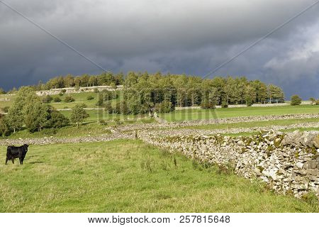 Fields With Dry Stone Walls, Wilson Scar, Above Bampton Grange, Cumbria, Uk