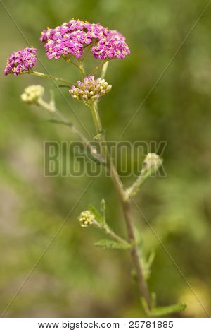 Milfoil