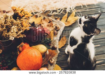 Cute Cat Sitting At Beautiful Pumpkin In Light, Vegetables On Bright Autumn Leaves, Acorns, Nuts On