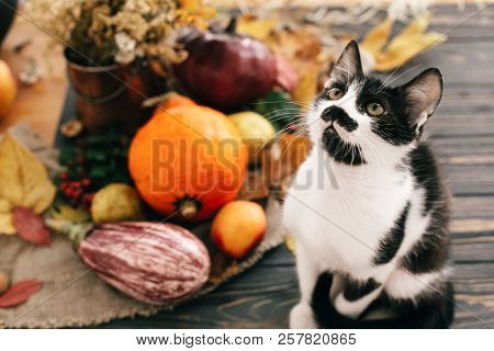 Cute Cat Sitting At Beautiful Pumpkin In Light, Vegetables On Bright Autumn Leaves, Acorns, Nuts On