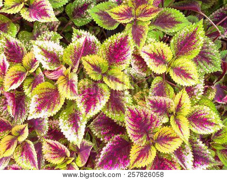 Plectranthus Scutellarioides Commonly Known As Coleus.(used For Background Image , Or Design Work)