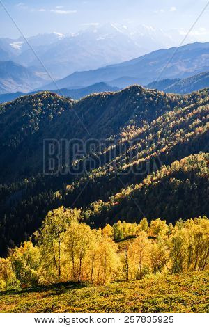 Autumn in the mountains of Svaneti. Birch forest on the hillside. View from Mount Mkheer, Georgia