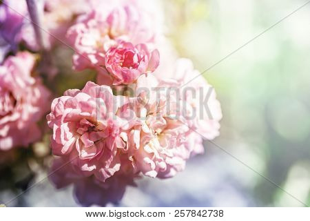 Closeup Of Pink Climbing Rose Bush In Bloom On Colorful Background.