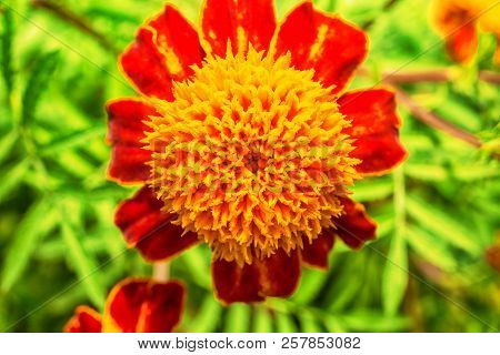 Macro Photo Of Red-orange Garden Flowers In Grass Close-up With Small Details