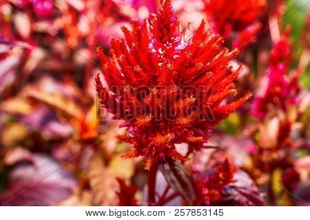 Macro Photo Of A Red Flower Of An Astilba In The Grass Close-up With Small Details