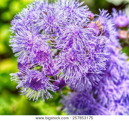 Macro Photo Of A Purple Flower Ageratum In The Grass Close-up With Small Details