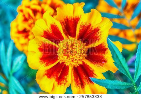 Macro Photo Of A Red Yellow Gerbera Close-up With The Increase Of Each Flower