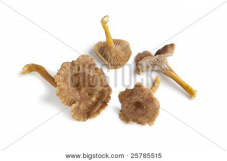 Chanterelle Grise Mushrooms