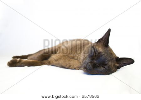 Tonkinese kat sovende
