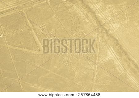 The Spider - Nasca Lines - Peru