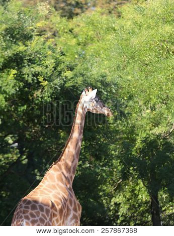 Big Giraffe With Long Neck On Natural Park And Many Tree