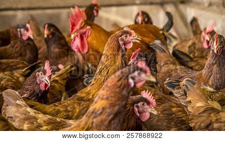 Chicken Creation Farm Animal