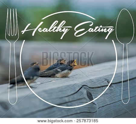 Swallow Chicks Sitting On A Log, In A Round Frame With A Spoon And Fork