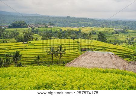 Beautiful Jatiluwih Rice Terraces Against The Background Of Famous Volcanoes In Bali, Indonesia