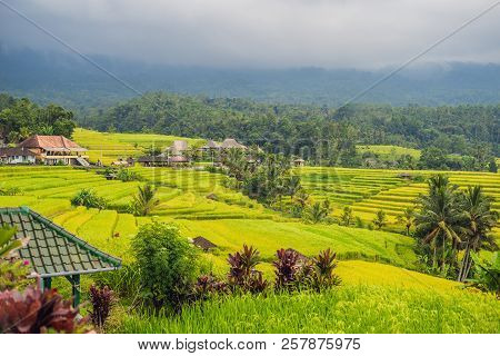 Beautiful Jatiluwih Rice Terraces Against The Background Of Famous Volcanoes In Bali, Indonesia