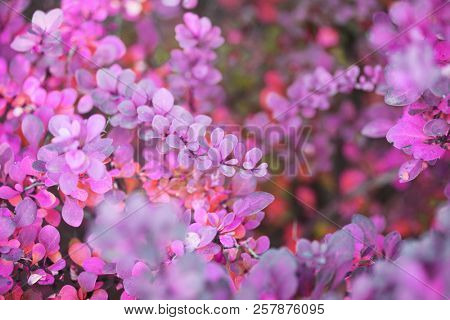 Autumn lilac eaf branch. Soft focus.