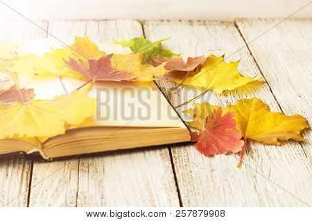 Open Book And Colorful Maple Leaves On White Wooden Background
