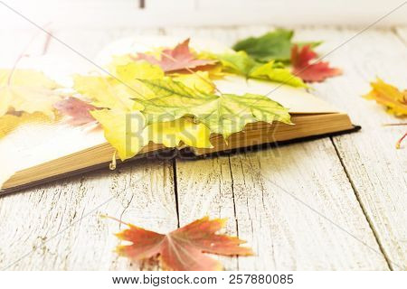 Open Book And Colorful Maple Leaves On White Wooden Background