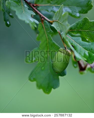 An Acorn And Fresh Leaves After Rainshower