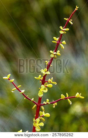 Close Up Of A Stek Boom With His Leaves On A Stem