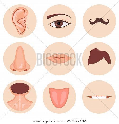 Human Nose, Ear, Mouth Mustache Hair And Eye Neck Back Tongue Tooth Set, Vector Illustration