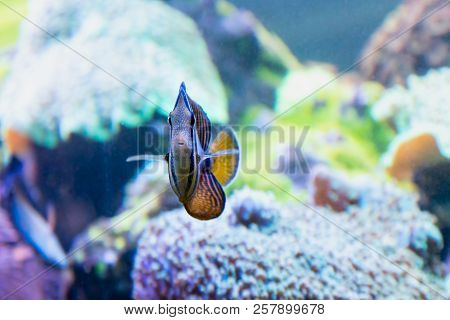 Abudefduf Vaigisens Fish (black Swallow Fish) Close-up