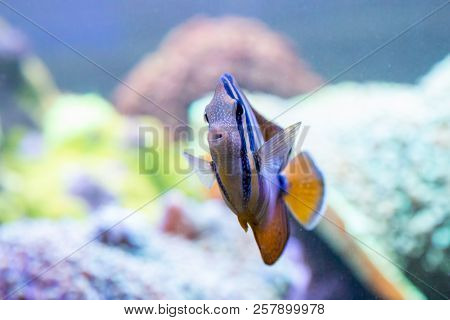 Abudefduf Vaigisens Fish (black Swallow Fish) Close-up