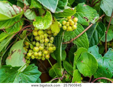 Not Yet Ripe, Green Berries Of Chinese Magnolia Vine