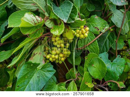 Not Yet Ripe, Green Berries Of Chinese Magnolia Vine
