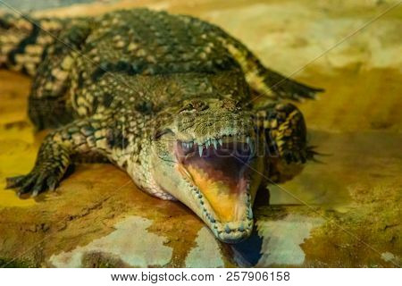 Crocodile With Open Mouth With Large Teeth Close-up