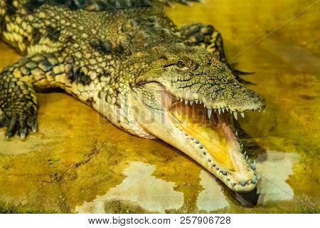 Crocodile With Open Mouth With Large Teeth Close-up