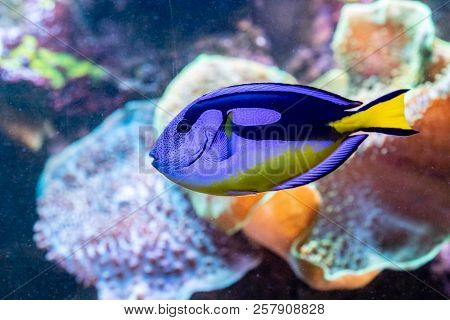 Beautiful Fish Paracanthurus Hepatus A Close Up