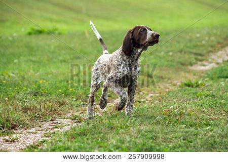 German Shorthaired Pointer, German Kurtshaar One Brown Spotted Puppy  Runs Along The Field Separated