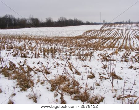 Campo di grano In inverno