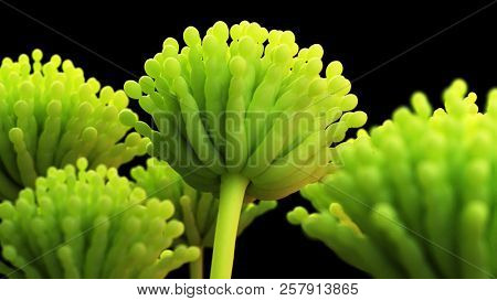 3d rendered medically accurate illustration of aspergillus mold