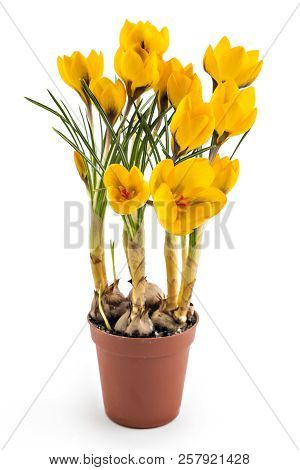 Beautiful Yellow Crocus Blossom Or Croci, (crocus Flavus), Flowering Plants Of The Iris Family In A 