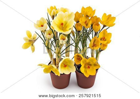 Two Beautiful Yellow Crocus Blossoms Or Croci, (crocus Flavus), Flowering Plants Of The Iris Family 