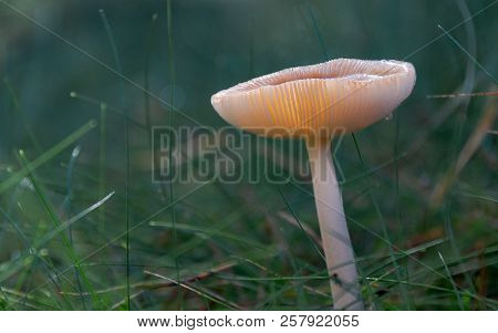 Side View Of An Edible Mushroom Amanita Vaginata, Grisette, On Green Forest Floor, Back Light, Water