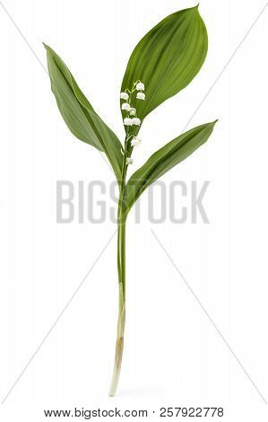 Single Lilie Of The Valley Flower, Convallaria Majalis, With Green Leaves Isolated On White Backgrou