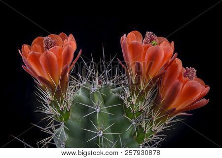 Cactus Echinocereus Triglochidiatus Melanacanthus With Flower Isolated On Black.