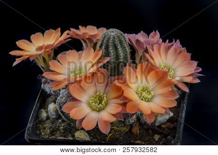 Cactus Mediolobivia Torquata With Flower Isolated On Black