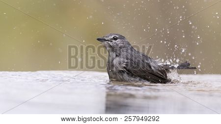 Ashy Flycatcher Having A Bath To Cool Down In The  Shallow Pool