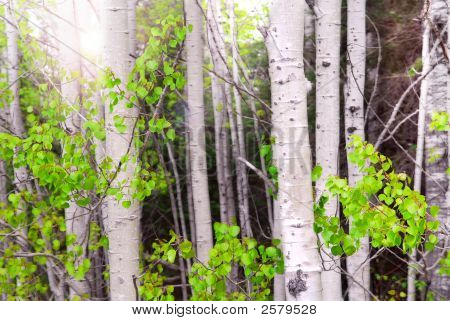 Aspen Grove